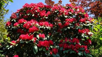 large bush with colorful red flowers in a sunny park