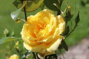 yellow rose with buds in the sunlight closeup on a blurred background