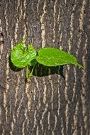 Green Leaf on tree closeup