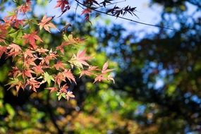 Japan Autumnal Leaves