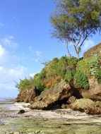 green plants on rocky Coast at Sea