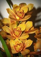 yellow orchids