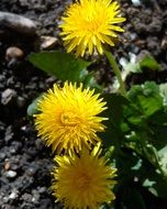 dandelion in springtime