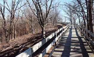 Wooden Bridge through bare forest