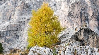 Picture of larch on a Rock