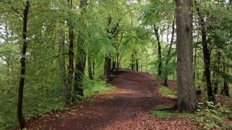 The Forest Of Arnsberg-Eichholz