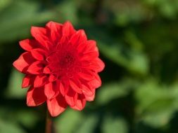 deep red dahlia