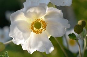 white aemone blossom
