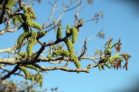 Green Spring Flowering Branches at blue sky background