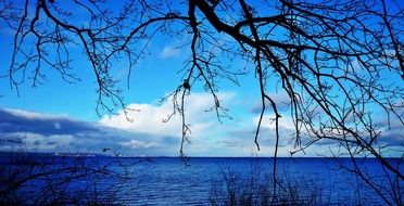 tree branches on a background of bright blue sea