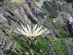 black-white butterfly among blooming lavender