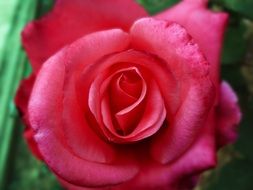 fascinating Plant Red Rose