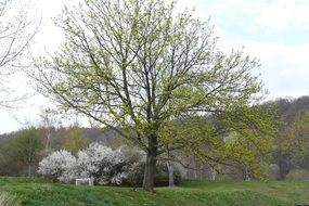 green tree near the lake