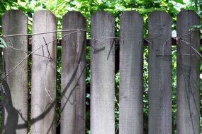 Fence made of bamboo in the summer