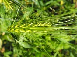 green spike of barley closeup