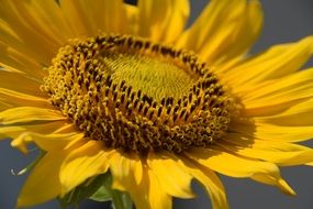 bright sunflower in detail close-up