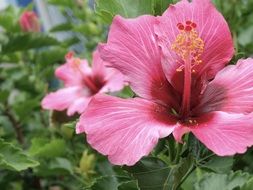 Beautiful and colorful hibiscus flowers among other plants in nature