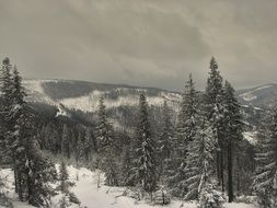 winter trees in the snow on a cloudy day