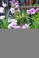 Orchid Asia Shell Plant Blossom
