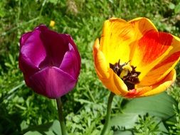 two Tulips, Orange and Purple