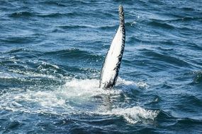 Whale Iceland