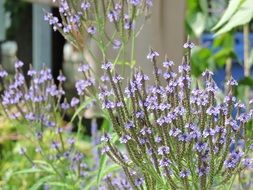Hastee Vervain flower