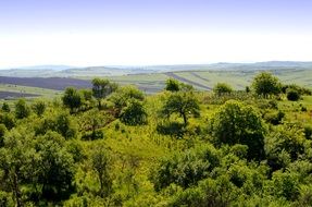Big fields in nature