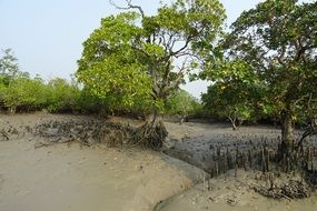 aerial roots of large trees in mangroves