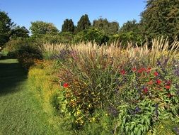 Park Weinheim Flower