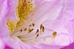 Purple Rhododendron Blossom Bloom