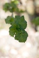 green branch of a bush of currant