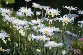 white daisies in a green summer meadow