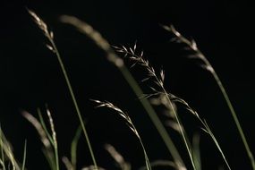 Grass seeds on a black background
