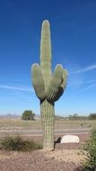 Saguaro, tree-like Cactus in Desert, usa, arizona