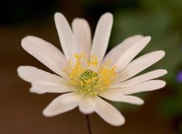wood anemone blossom