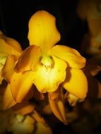 Yellow Flower Orchid plant