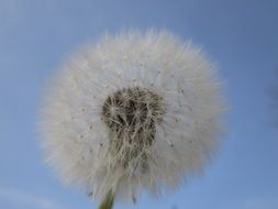 pleasant Dandelion