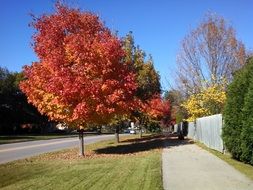 landscape of Countryside path along Autumn Trees