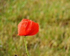 Poppy Flowers Poppies Spring