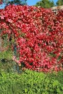 A lot of the beautiful colorful foliage in the autumn