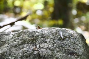 Rock Bokeh Nature
