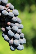 bunch of blue grapes in the bright sun close up