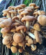 large bunch of small forest mushrooms close-up