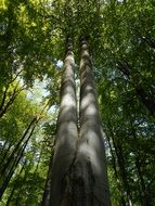 Bottom view of the beech tree