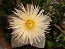 succulent flower petals