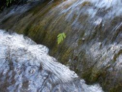 green leaf in a rugged creek