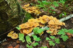 cluster of fungus in the forest