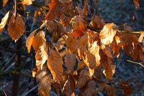 closeup photo of magnificent Brown Dried leaves