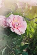 pink roses in a summer haze closeup