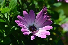 purple and white marguerite flower